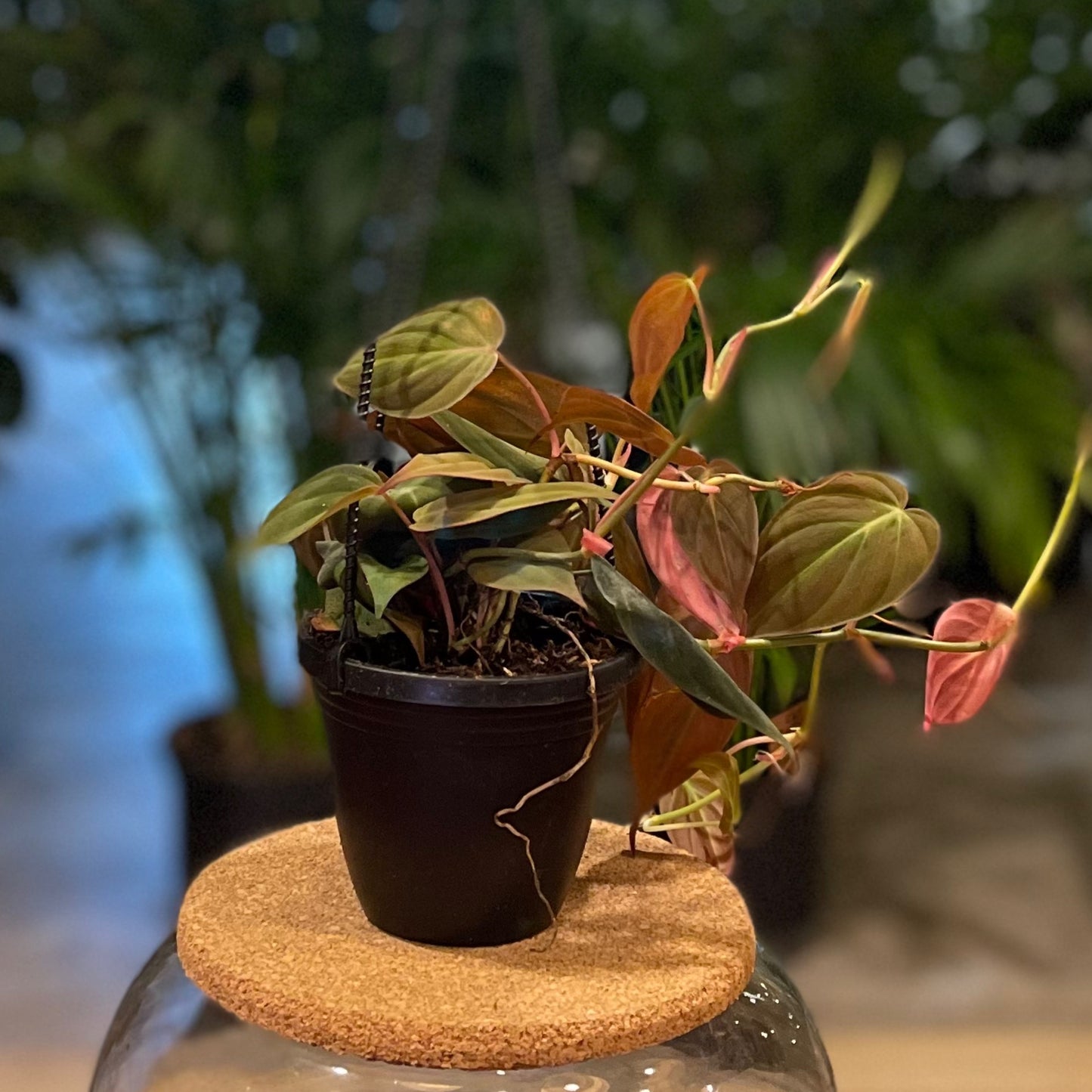 Philodendron Micans 4” HB