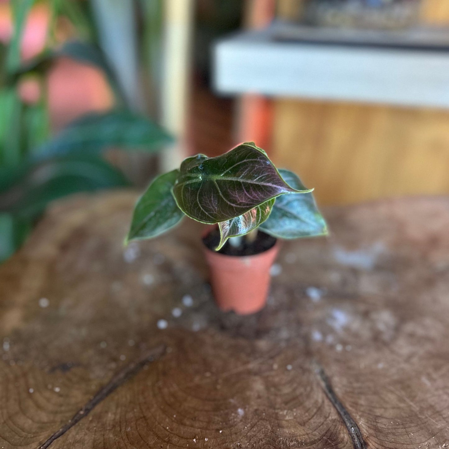 Alocasia Red Mambo 2"
