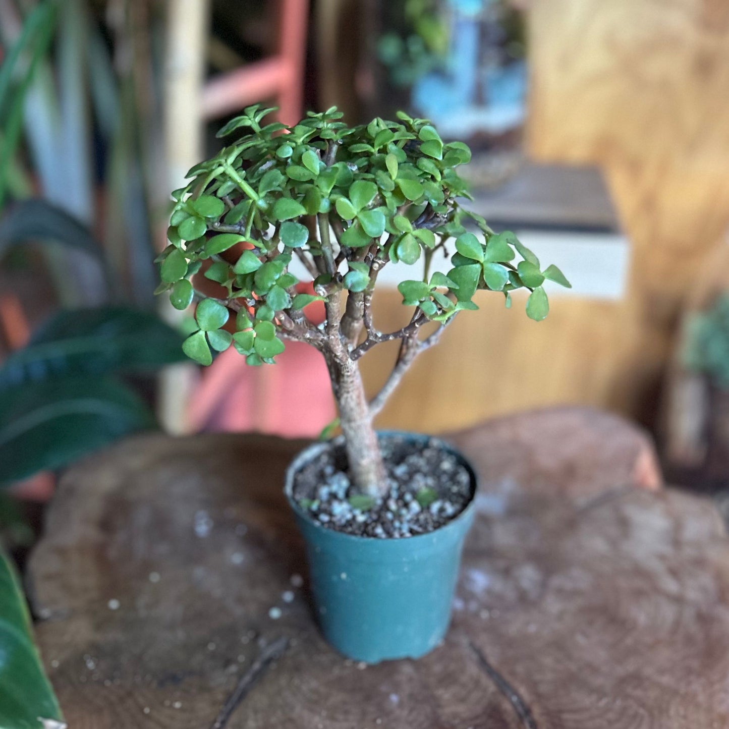 Portulacaria Afra 'Mini Jade' 4”