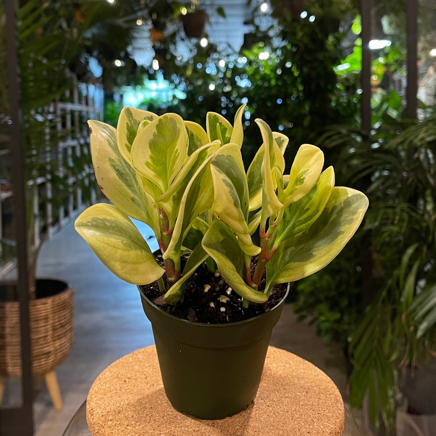 Peperomia Snow Drop 4"