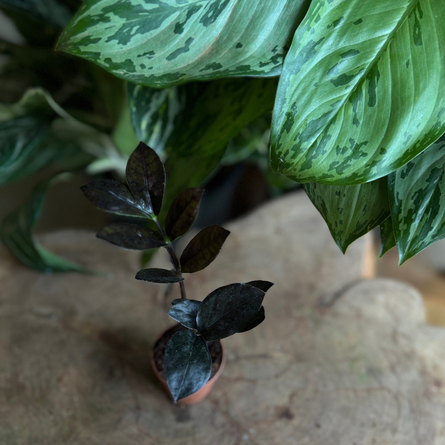 Zamino Black Queen 2”