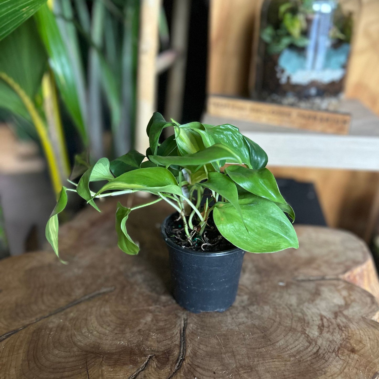 Philodendron Brasil 4"