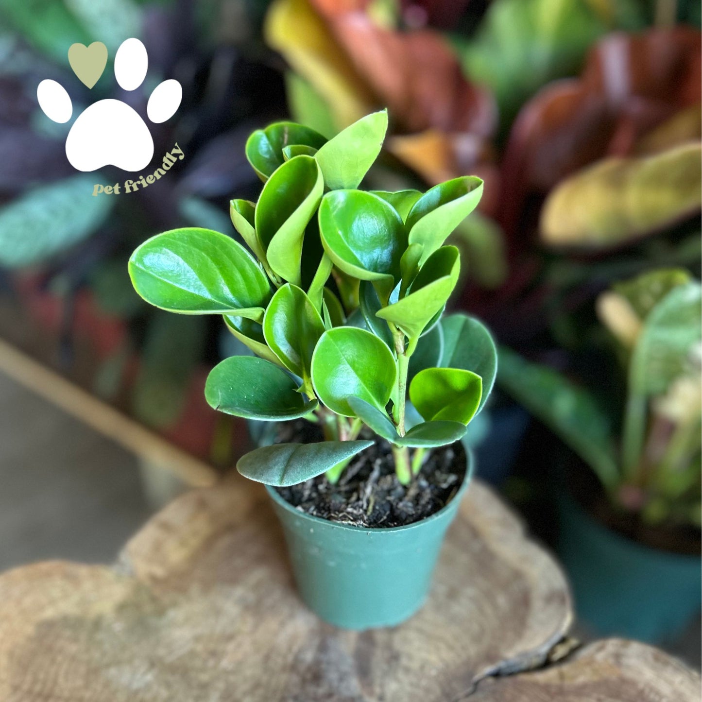 Peperomia Green Obtusifolia 4”