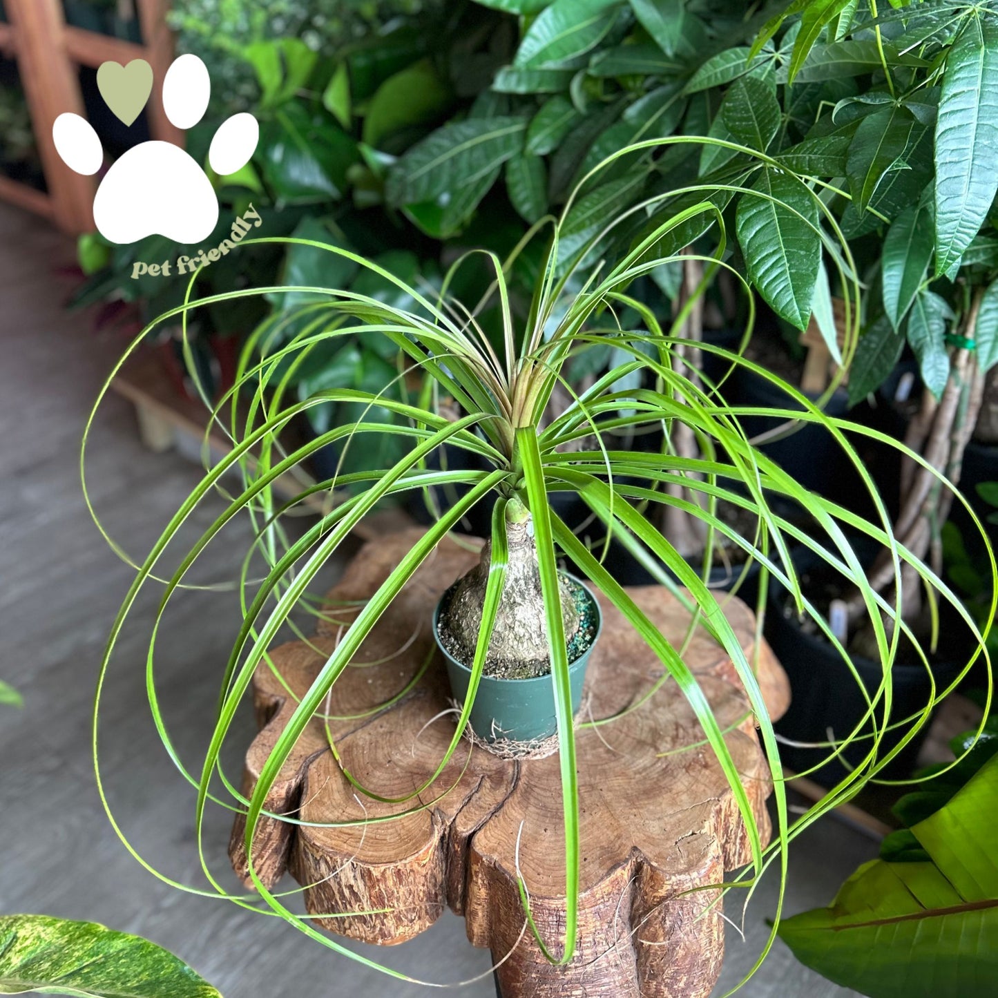 Ponytail Palm 6”