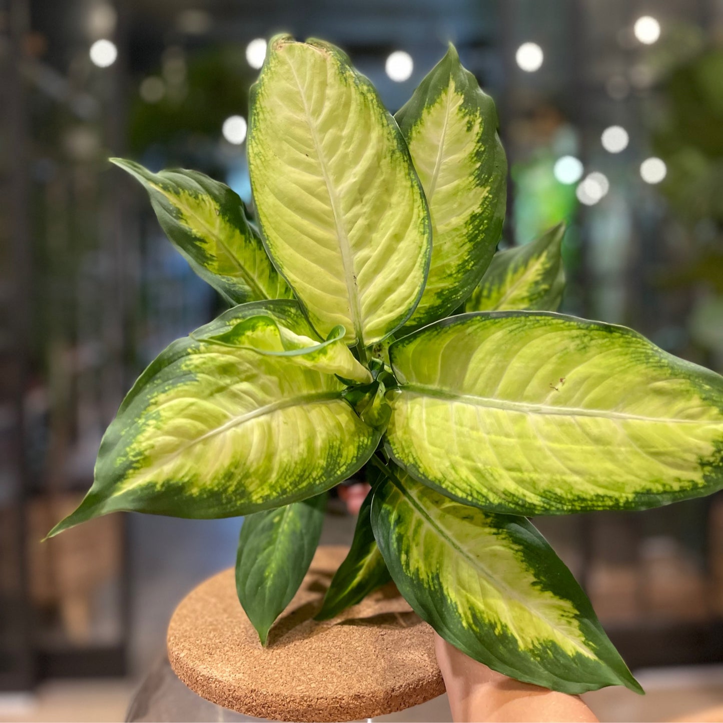 Dieffenbachia Tropic Marianne 4”