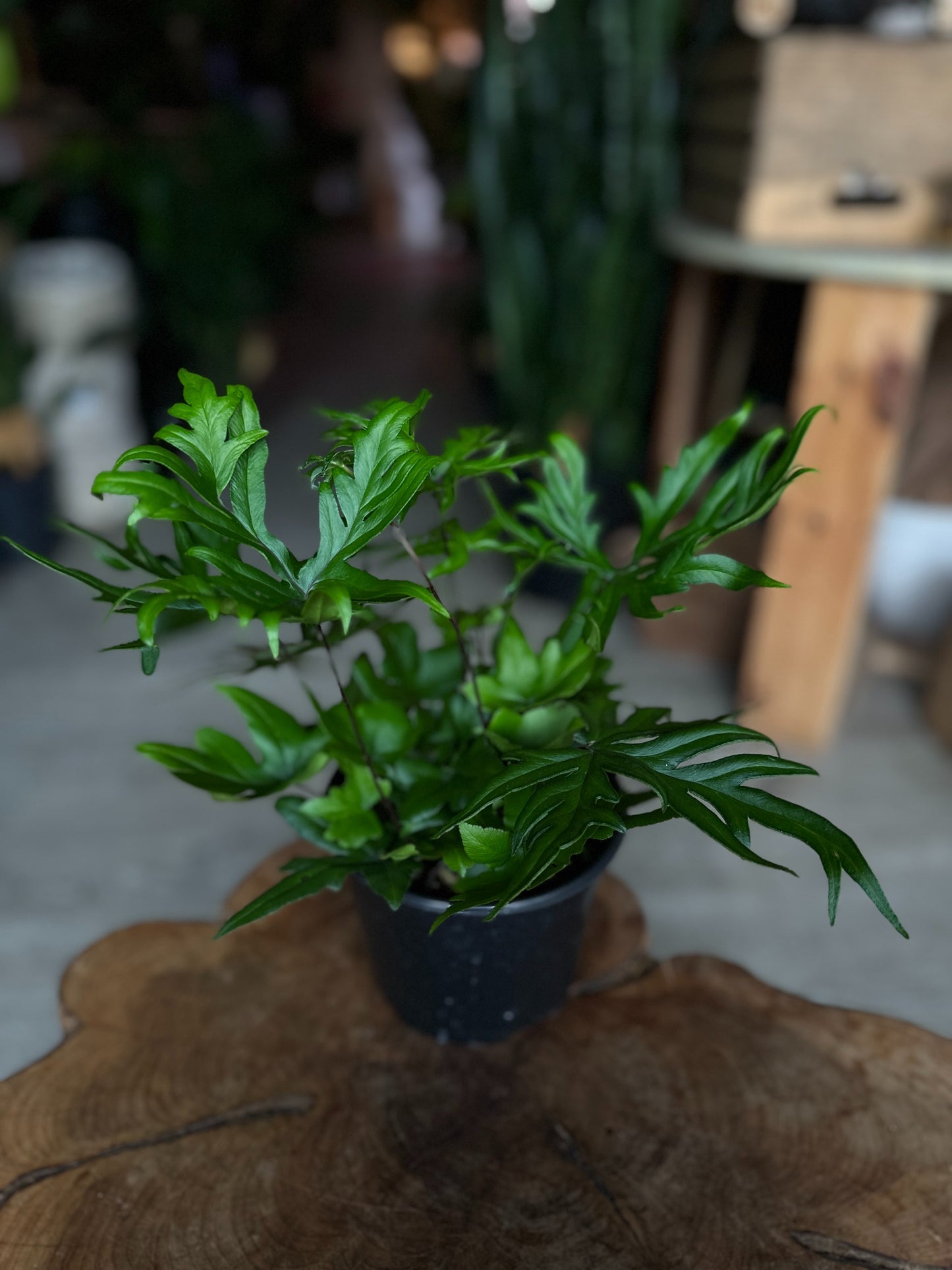 Hand Fern 6"