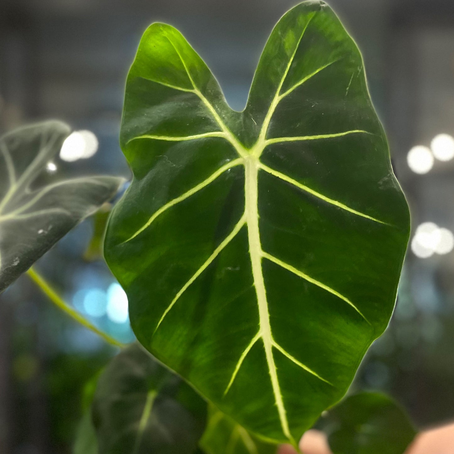 Alocasia Frydek 6”