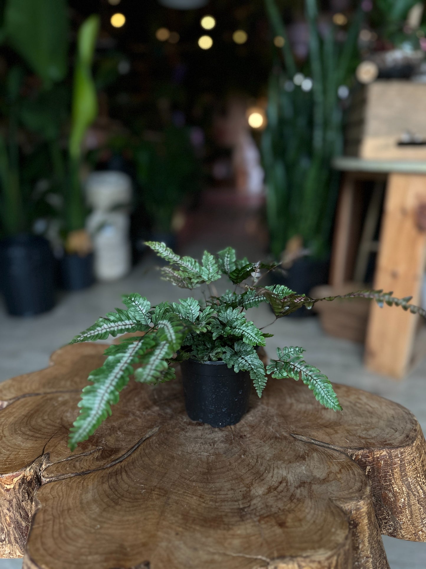 Candy Stripe Fern 4"