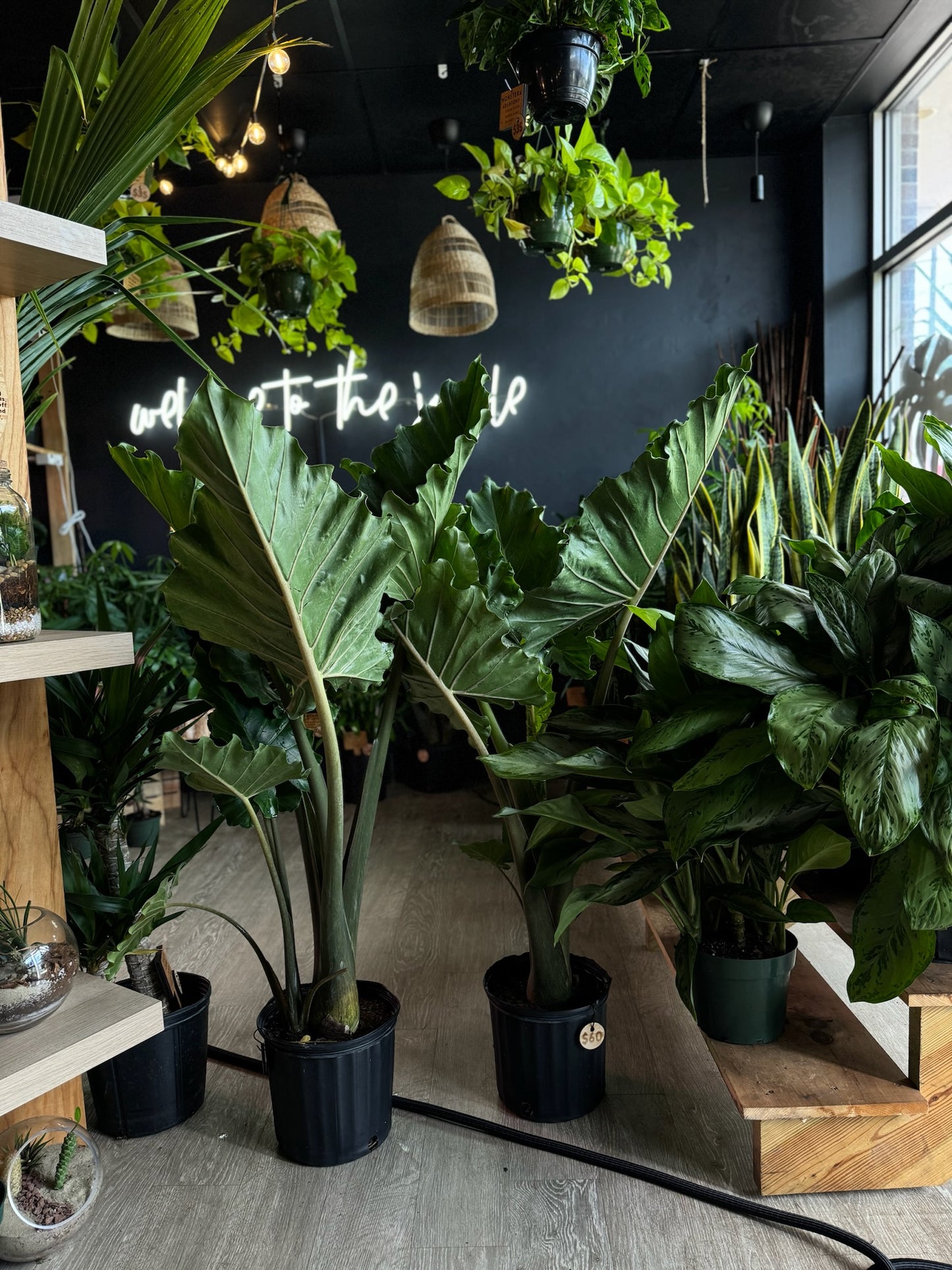 Alocasia Portora 10”