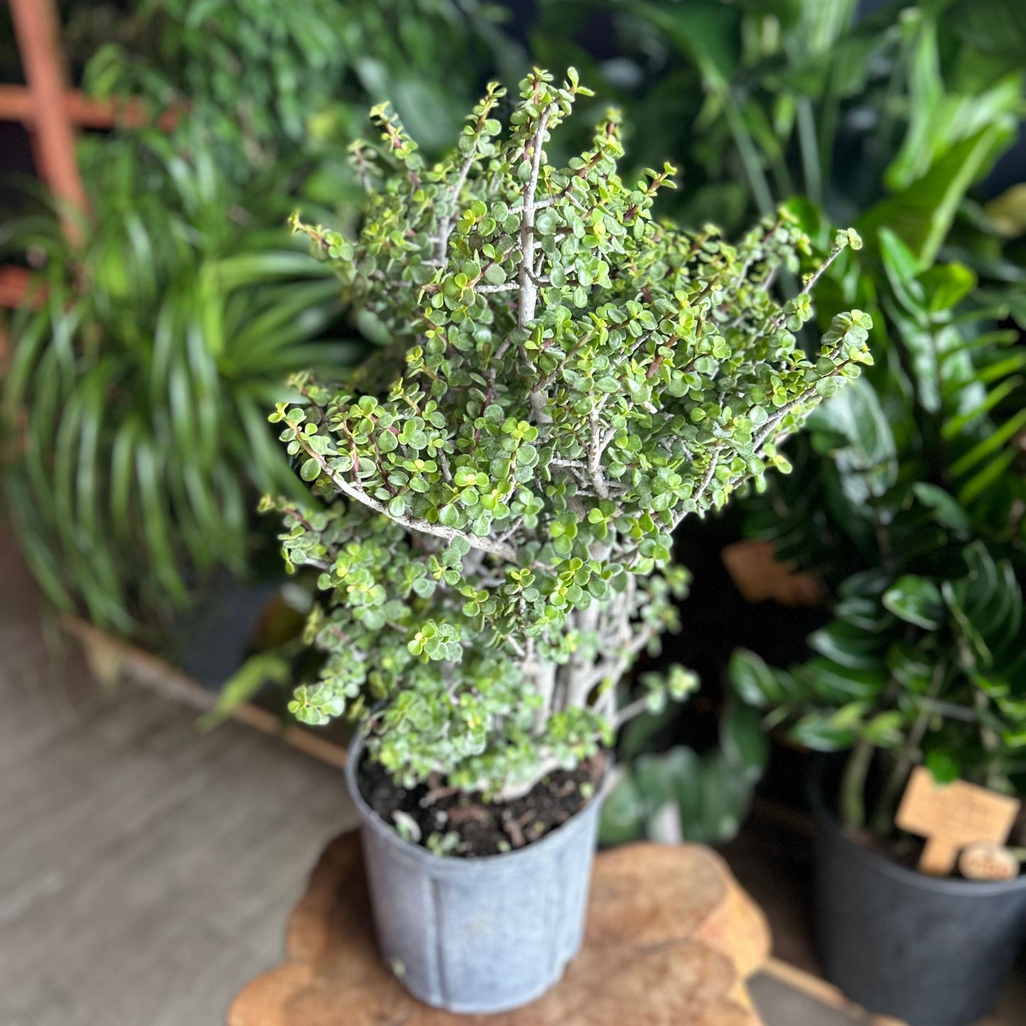 Portulacaria Afra 'Mini Jade' 10"