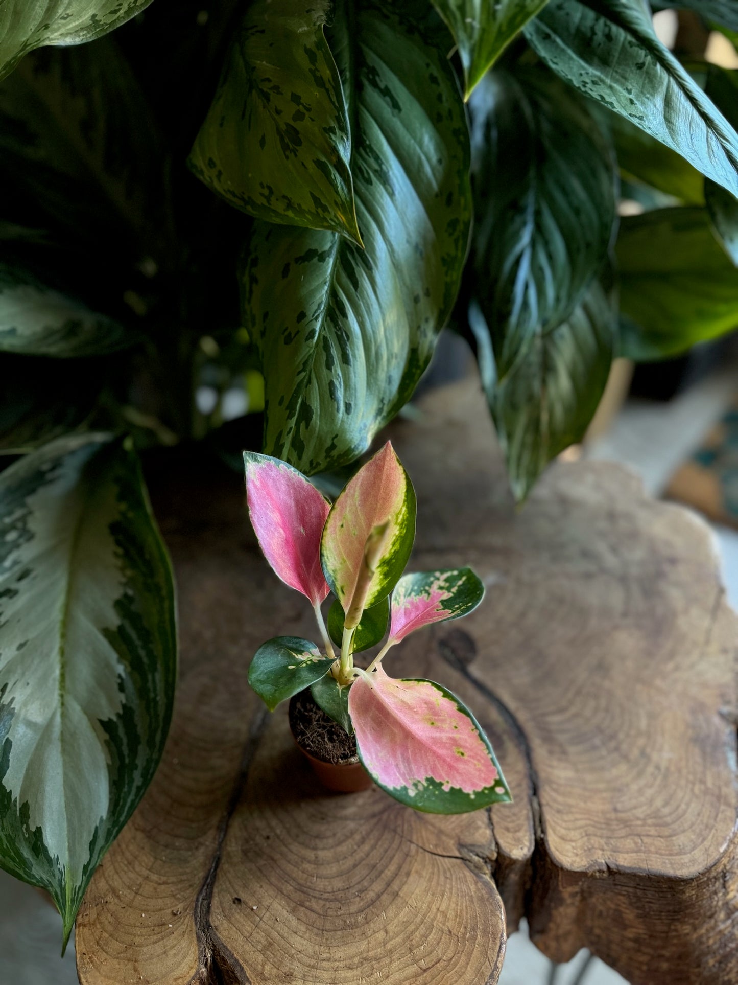 Aglaonema China Red 2”