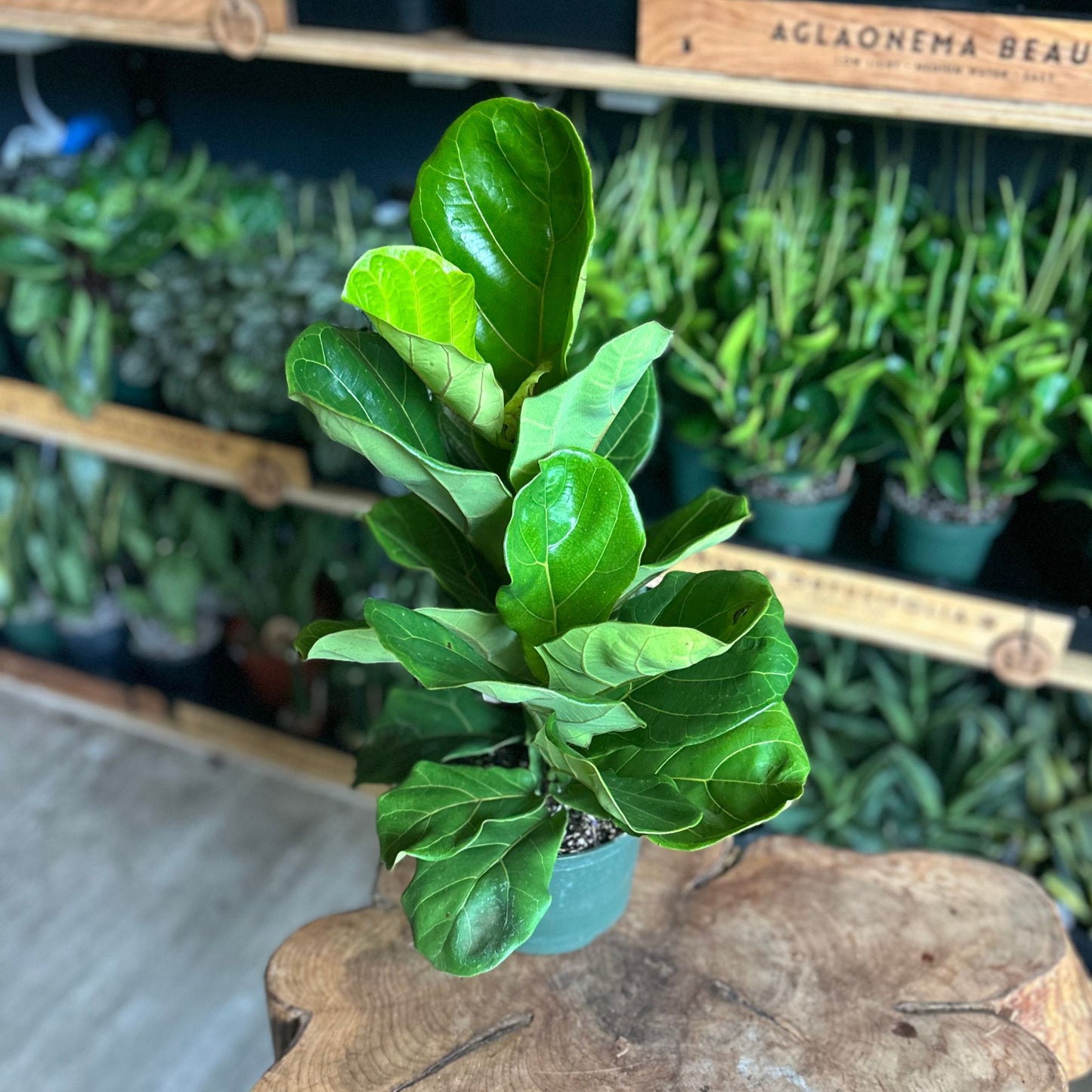 Ficus Lyrata (Fiddle Leaf Fig) 6”