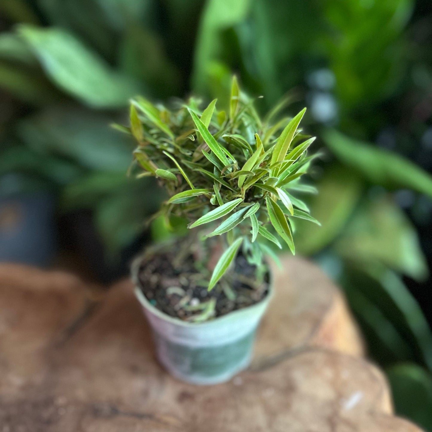 Ficus Nerifolia 4"
