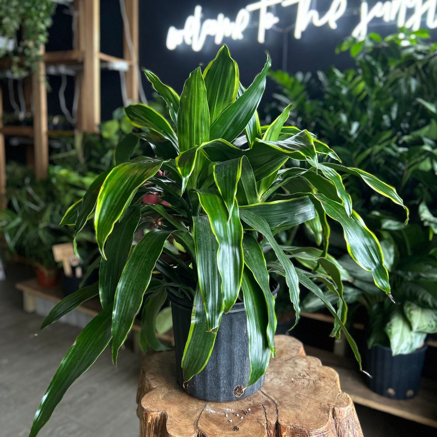 Dracaena Art Carmen 10"
