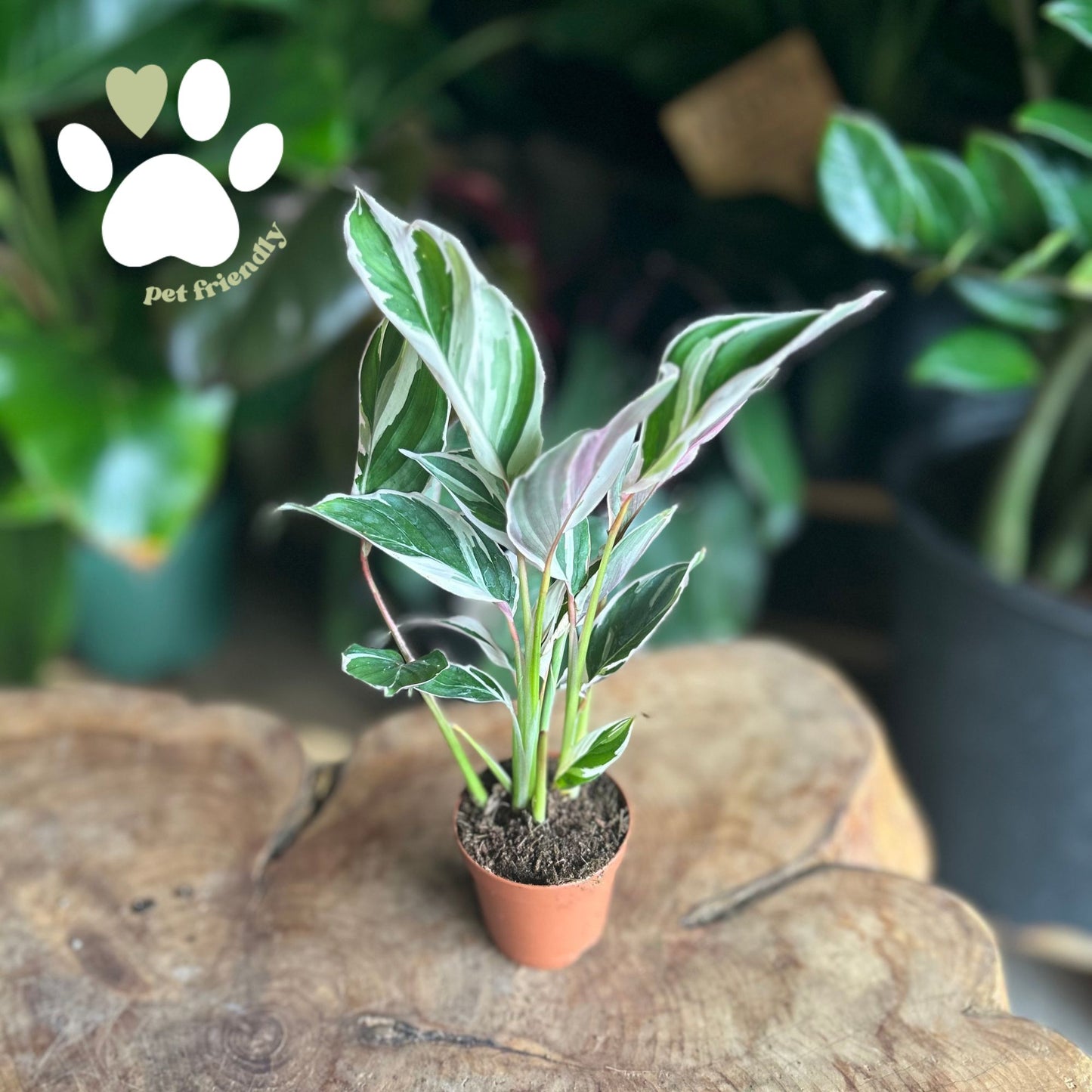 Maranta Arundinacae Variegated 2"