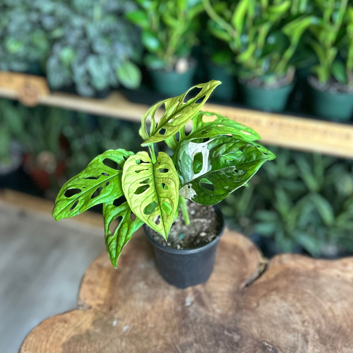 Monstera Adansonii Albo 4"