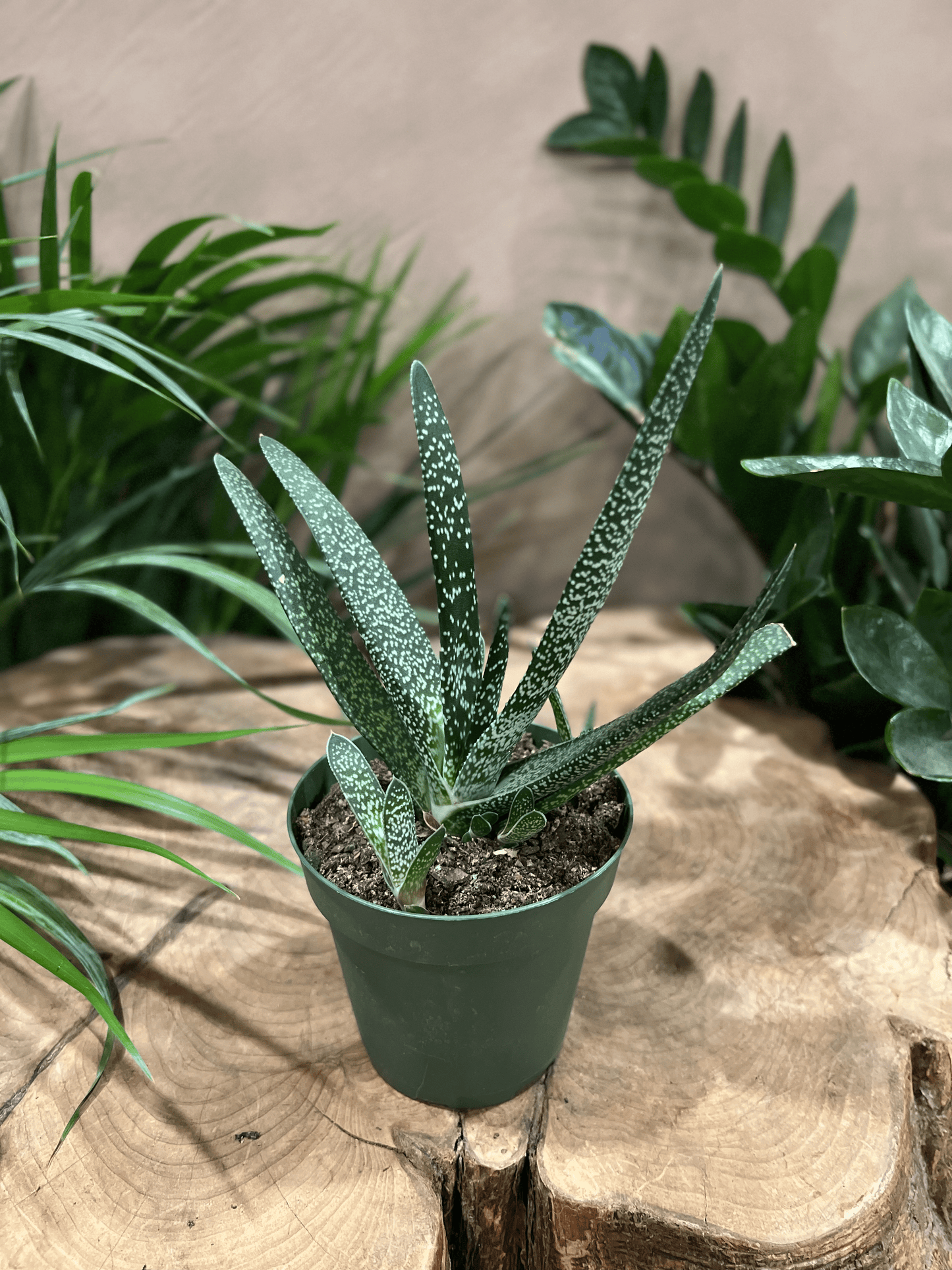 Gasteria 4"