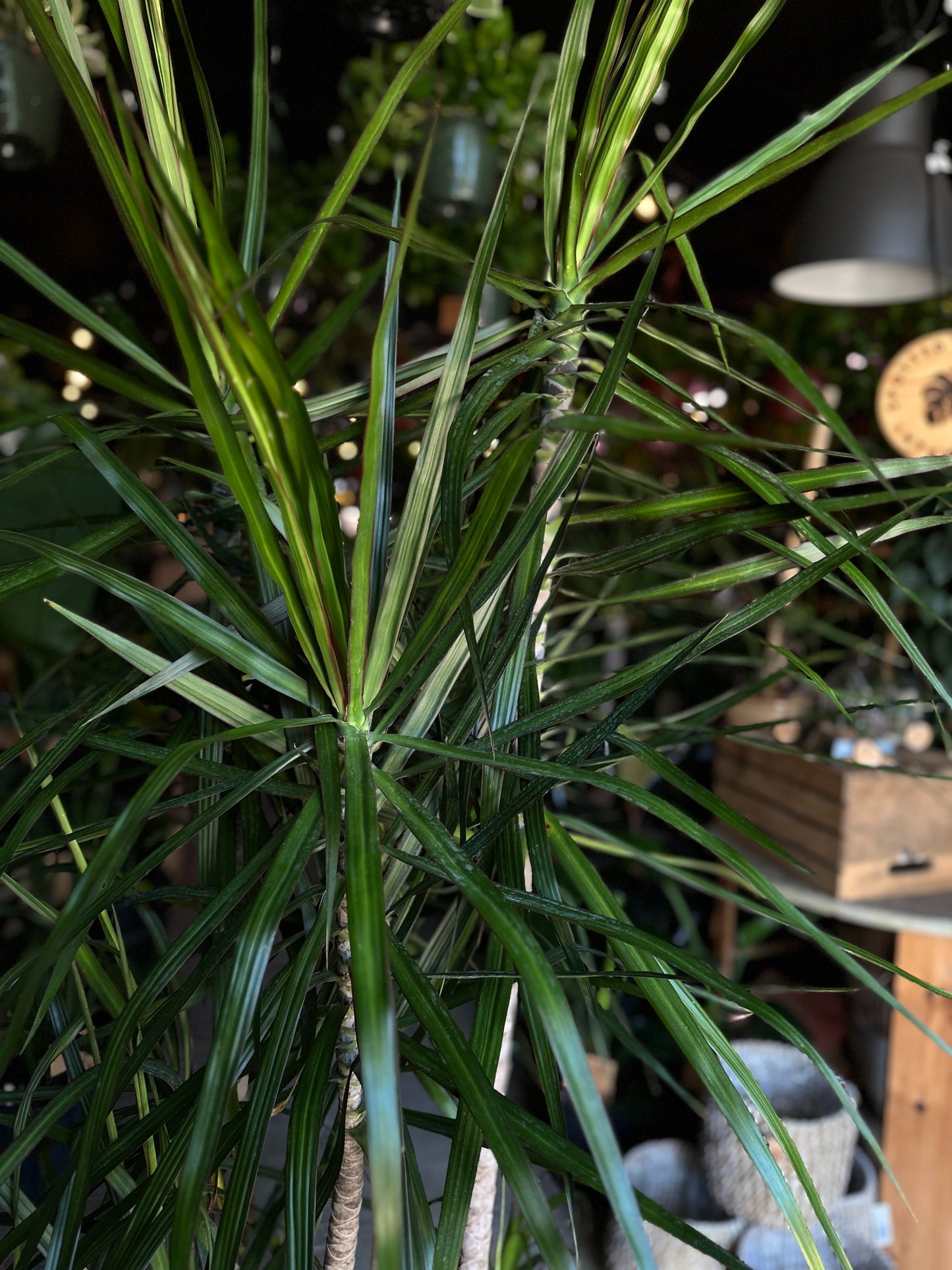 Dragon Tree (Dracaena Marginata) 14"