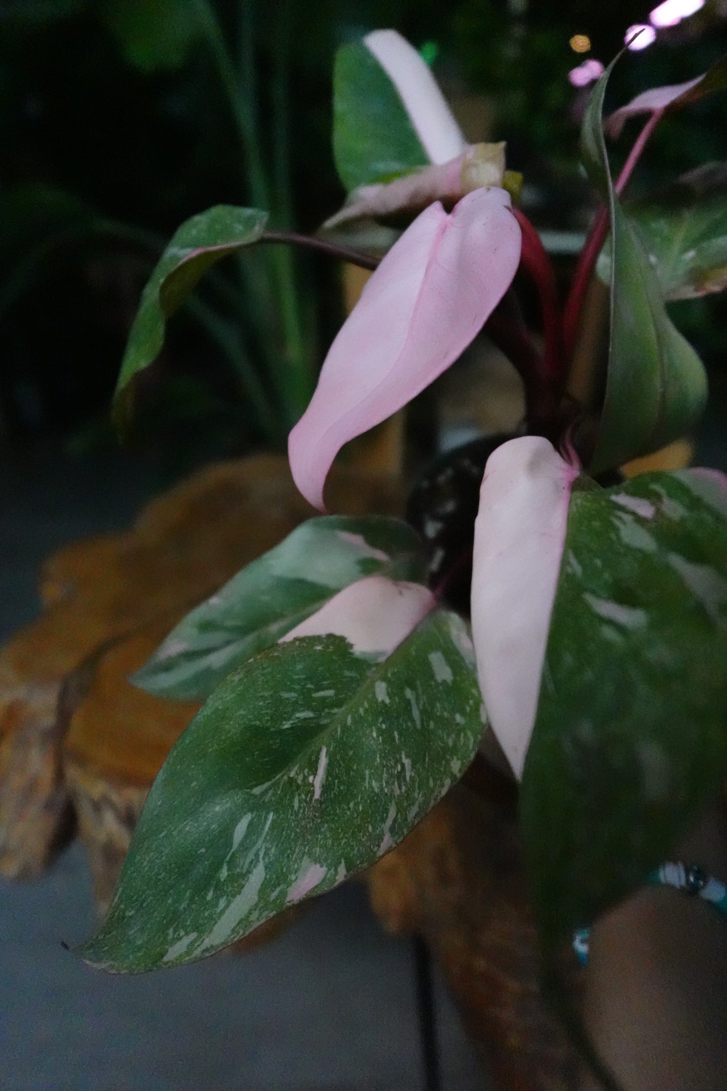 Philodendron Scarlet Princess 4"