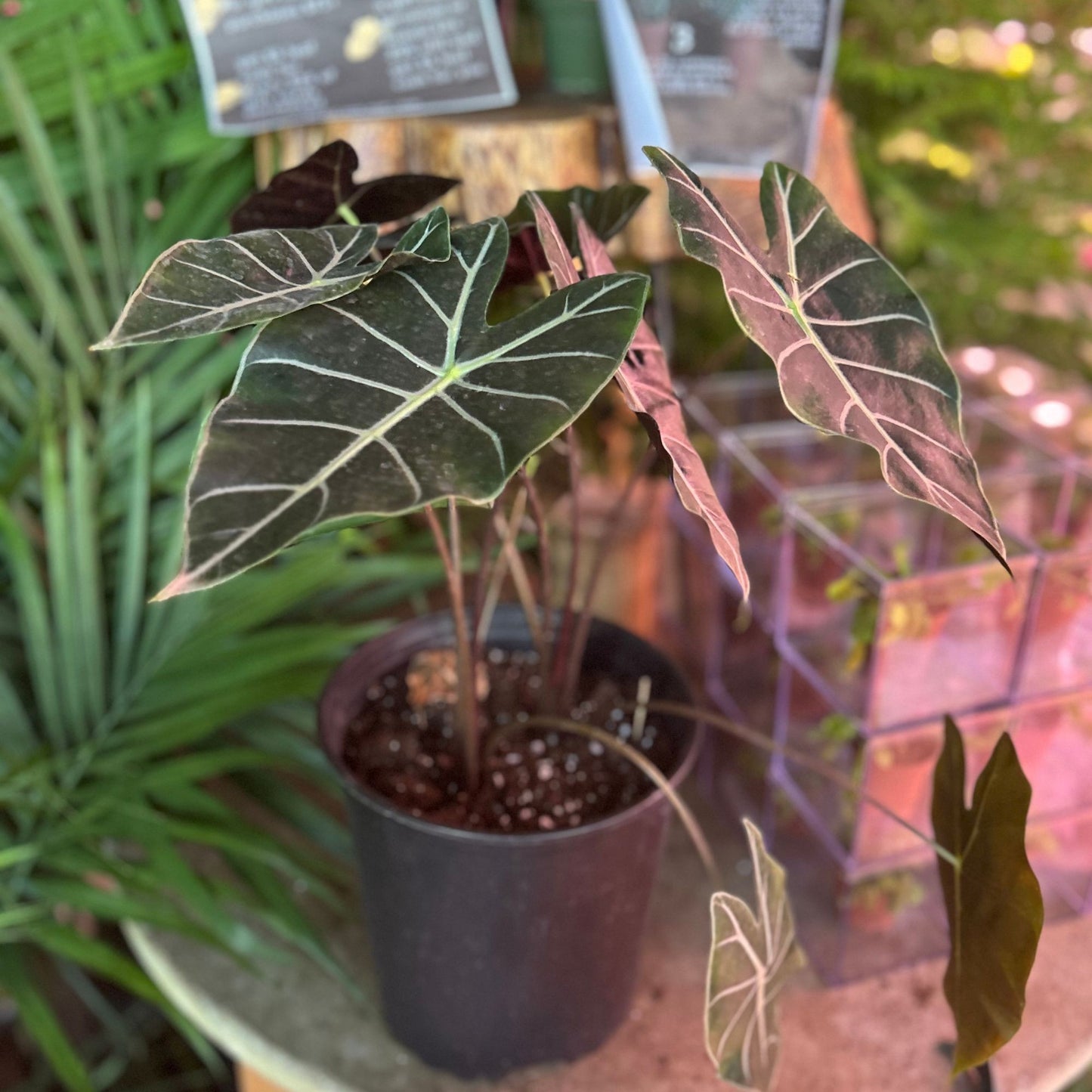 Alocasia Longiloba Purple Vein 6"