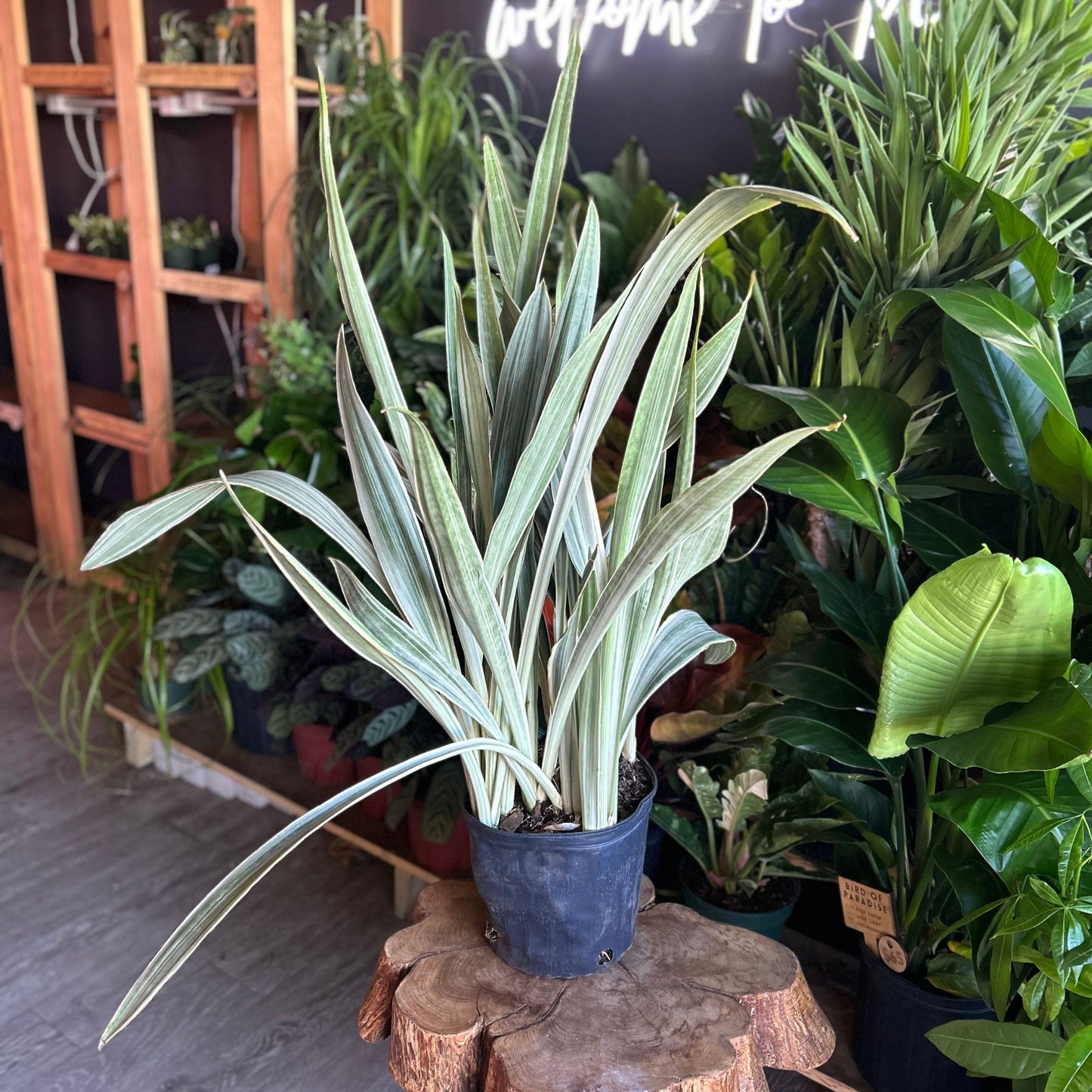 Sansevieria Sayuri 10"