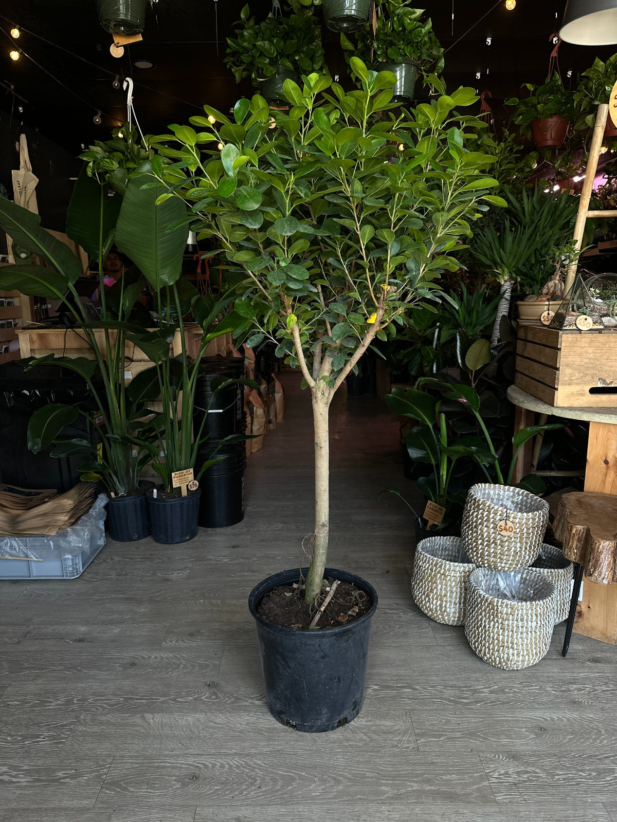 Ficus Moclame 14”