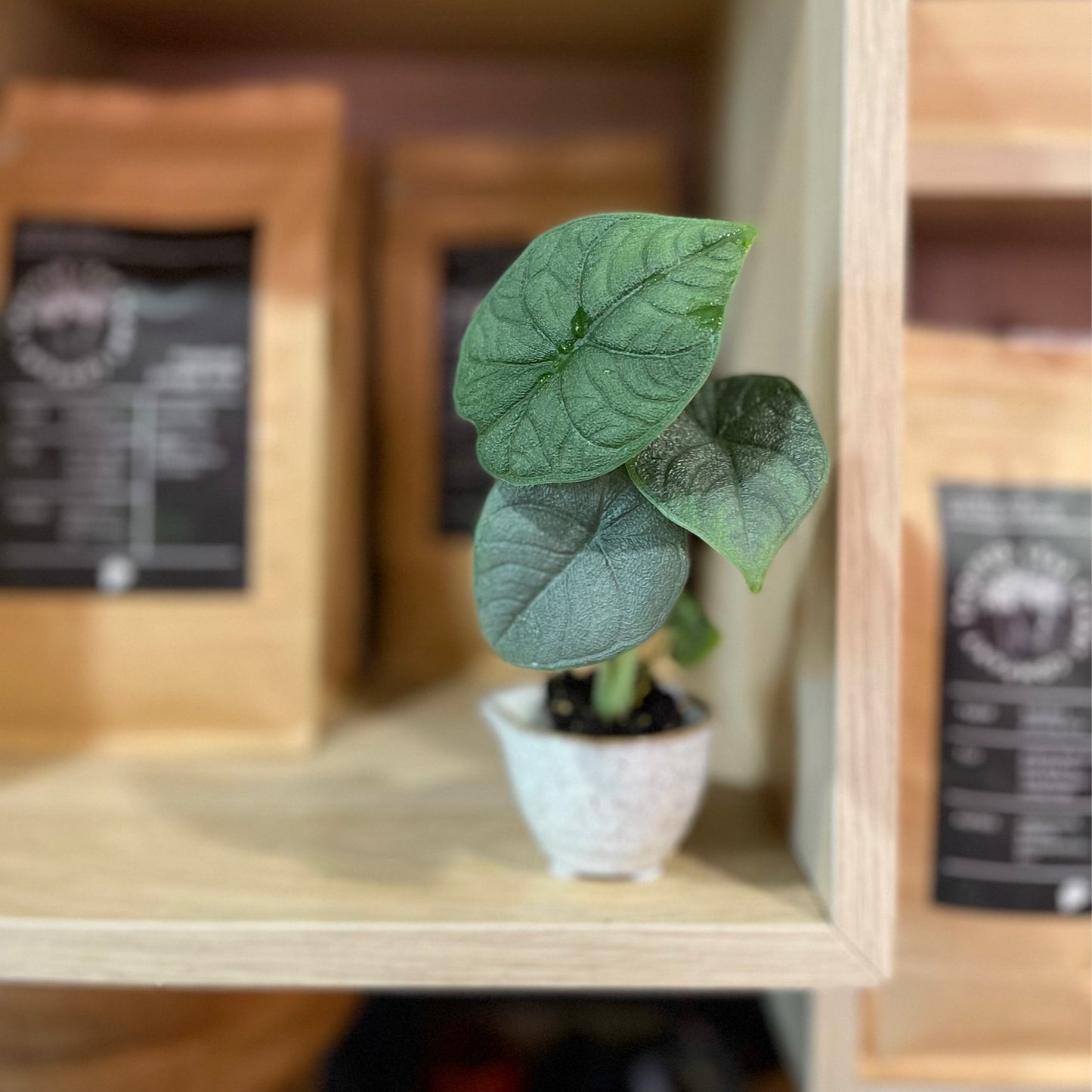 Alocasia Melo 2"
