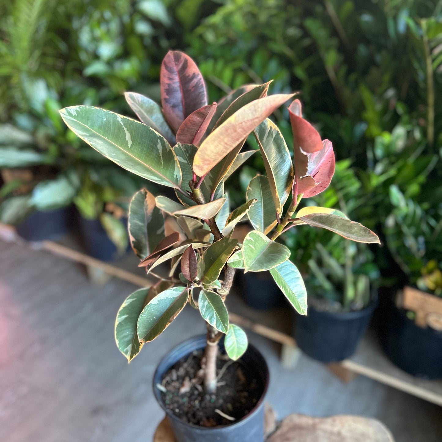 Ficus Ruby 8" (short)