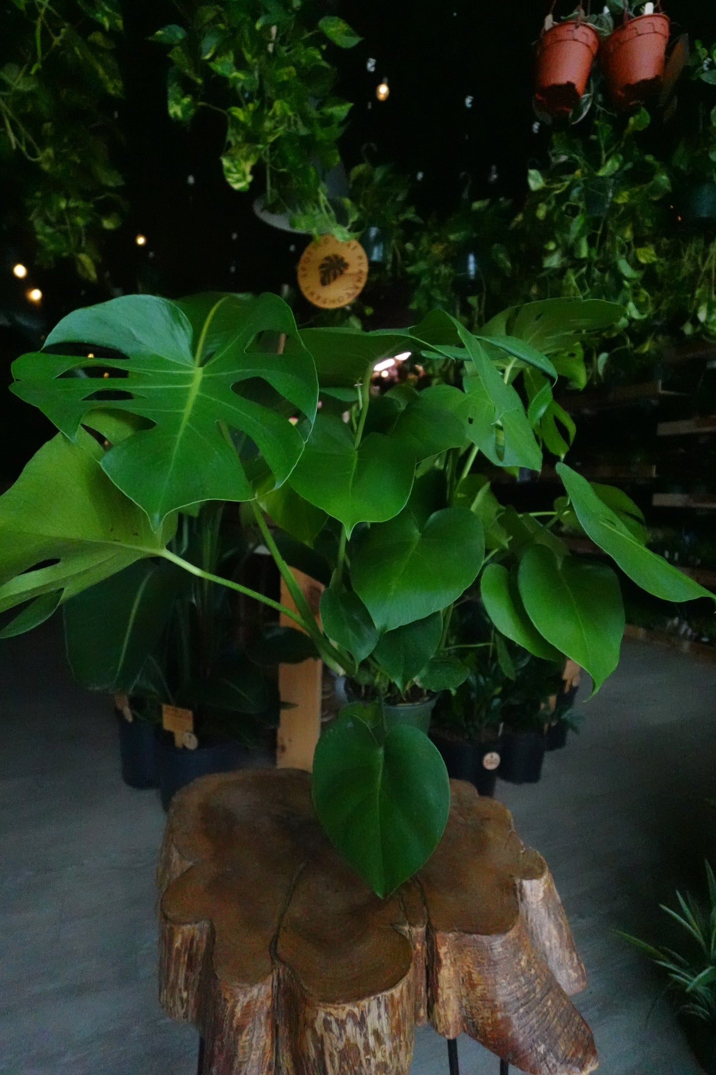 Monstera Deliciosa 6/8"