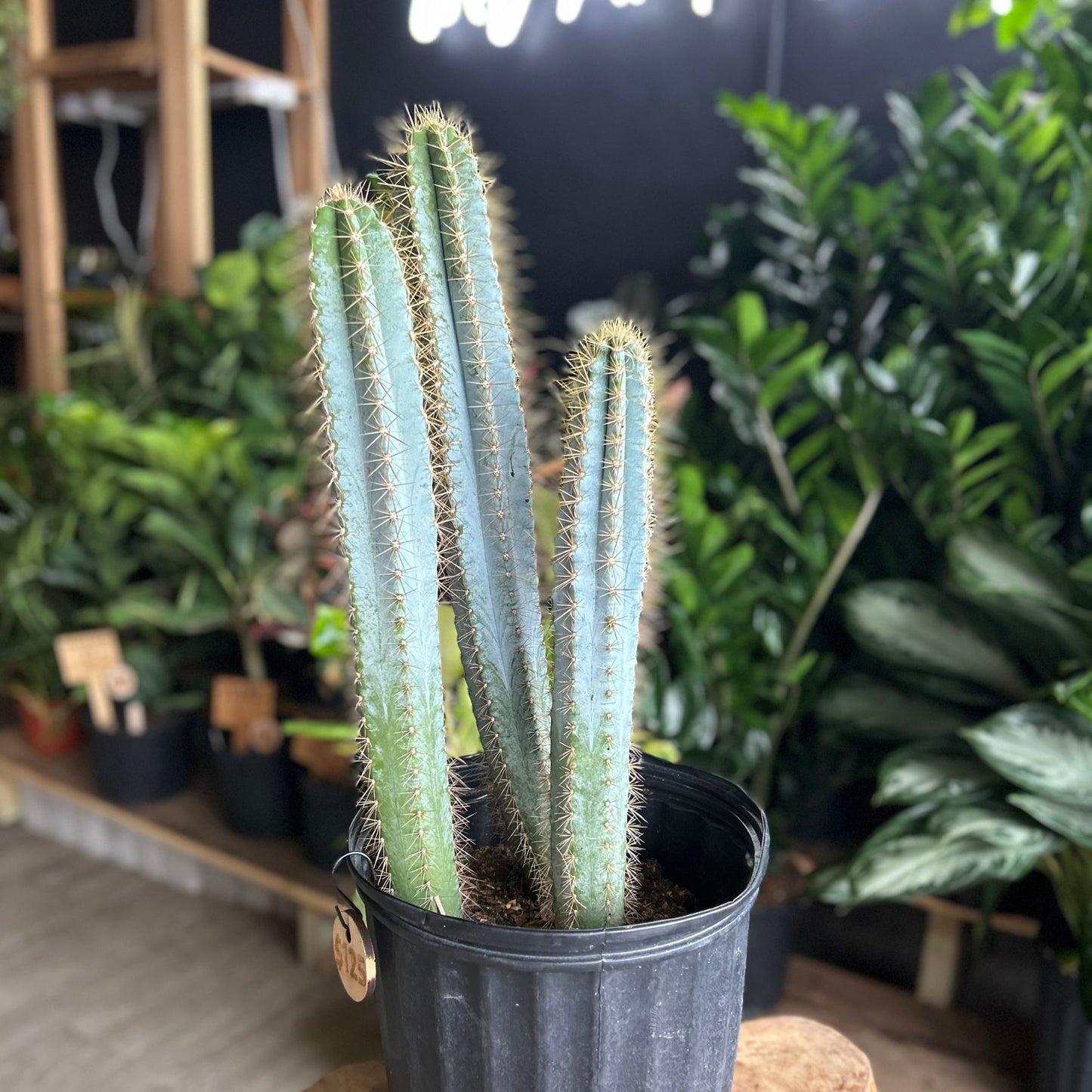 Assorted Columnar Types Cactus 10"