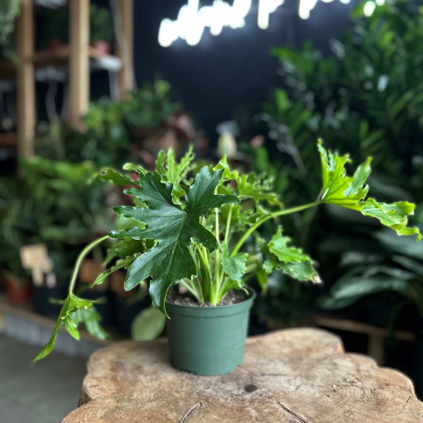 Philodendron Lickety Split 6"
