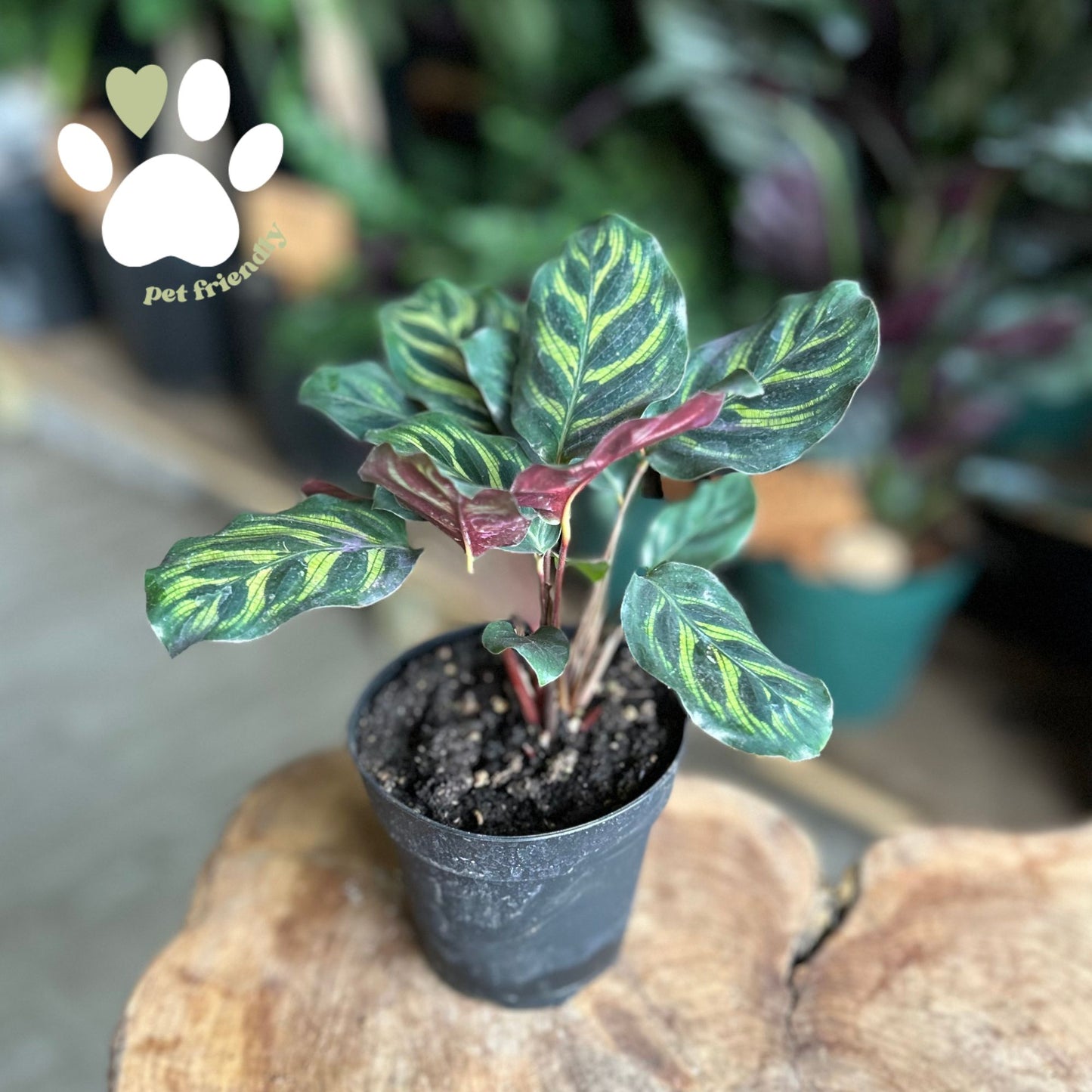 Calathea (Peacock) Makoyana 4”
