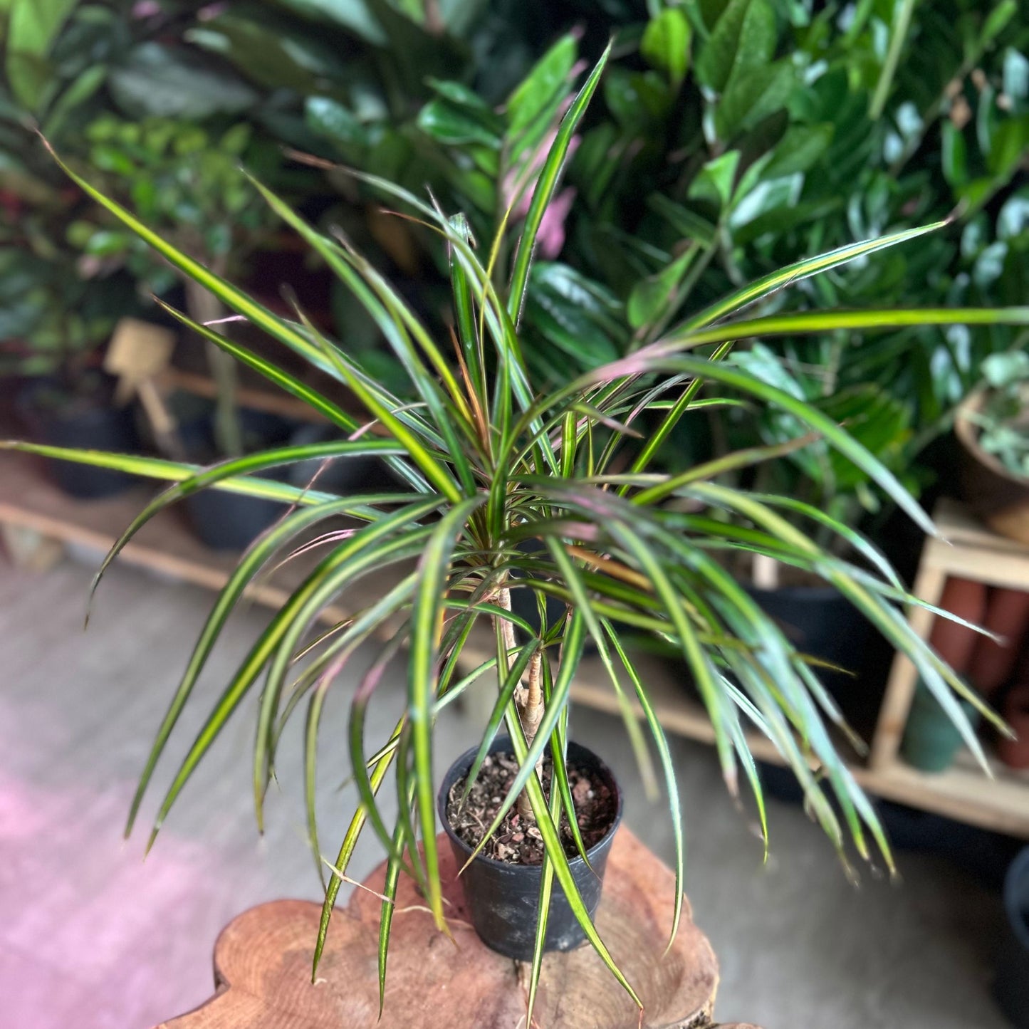 Dracaena Kiwi Ray Of Sunshine 5”
