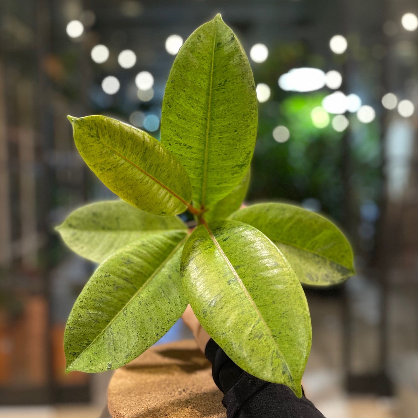 Ficus Moonshine Shiverina 4”