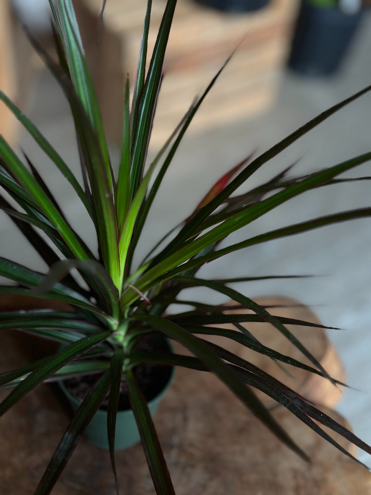 Dragon Tree (Dracaena Marginata) 4"