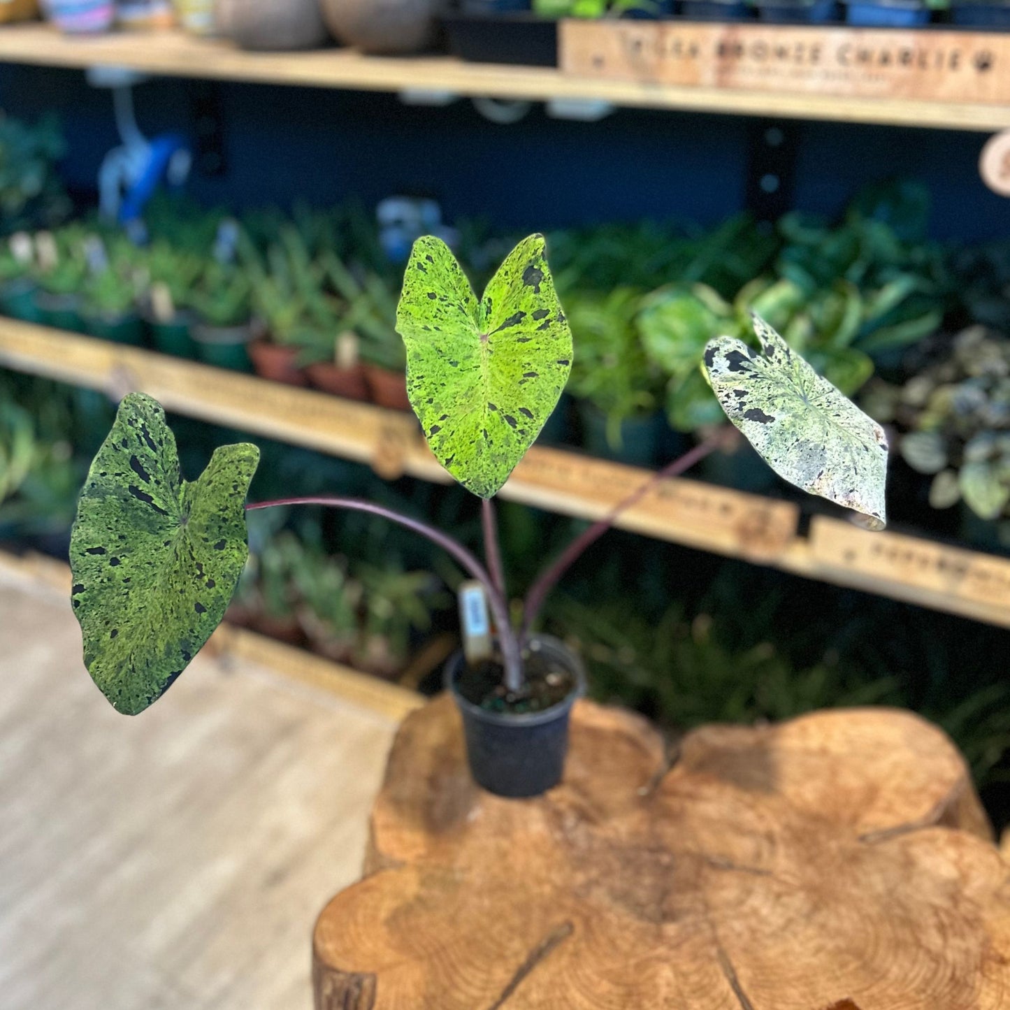 Colocasia Esculenta Mojito 4"