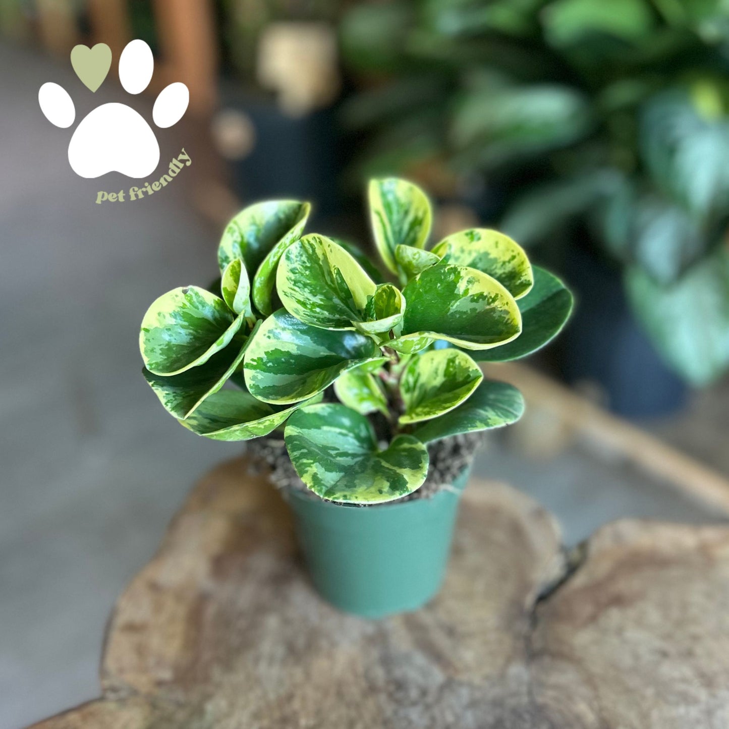 Peperomia Obtusifolia Marble 4"