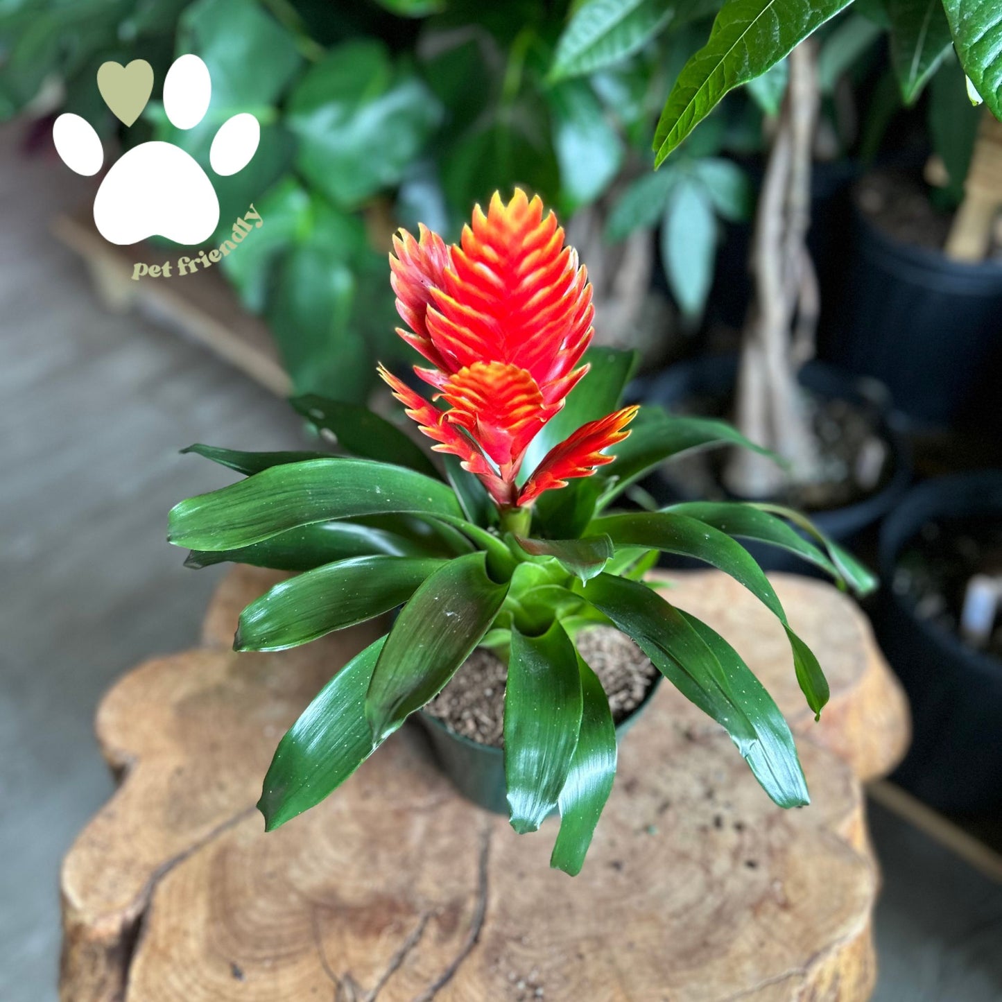Vriesea Intenso Assorted 6”