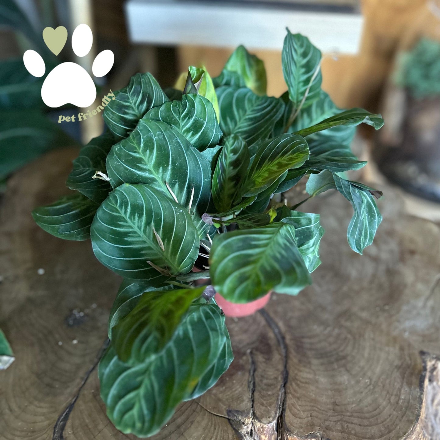 Prayer Maranta Cat Moustache 4”