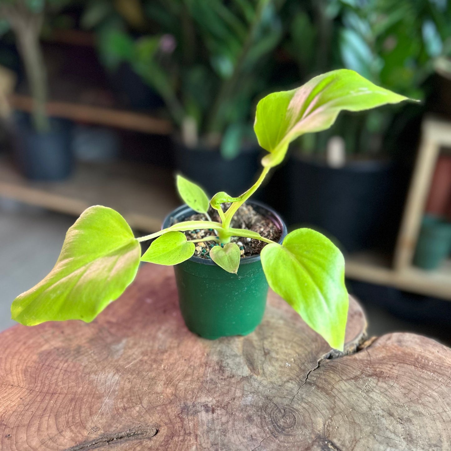 Philodendron Warscewiczii Aurea 4"