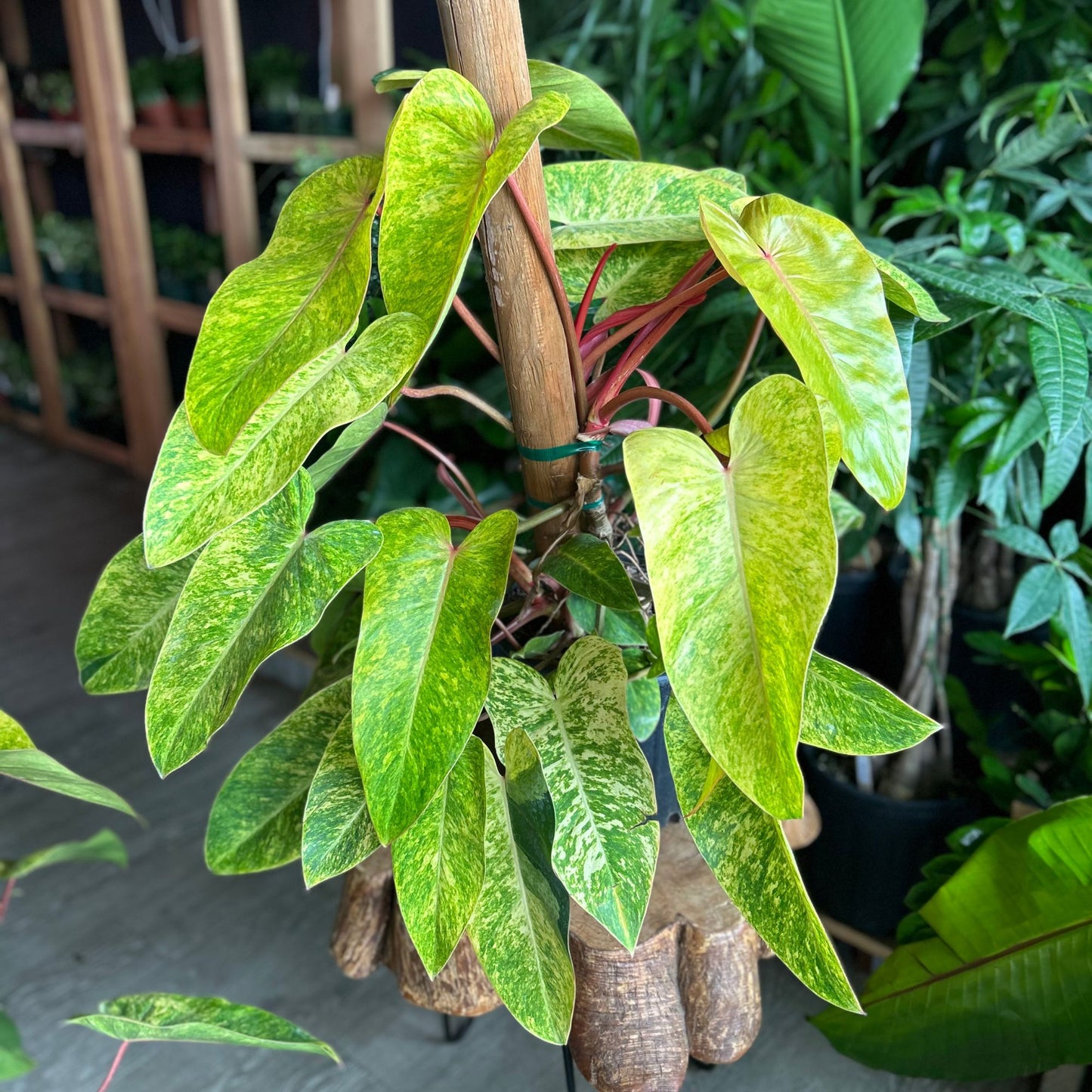 Philodendron Painted Lady 10"