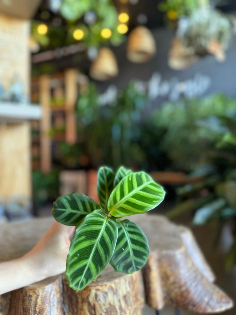 Calathea Zebrina 2”