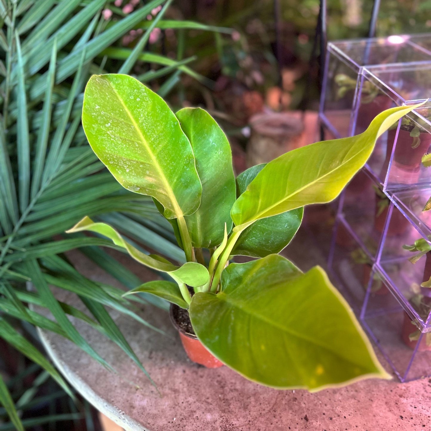 Philodendron Moonlight 4"