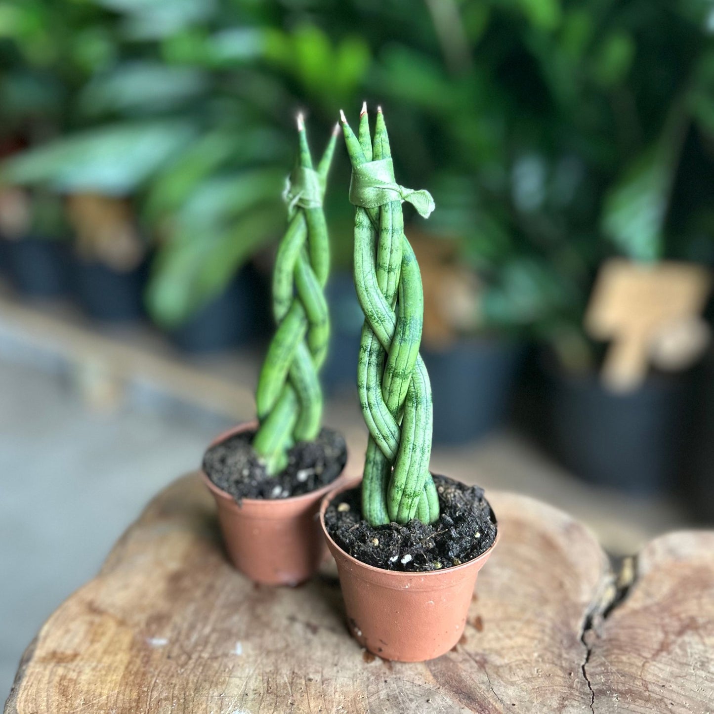 Sansevieria Cylindrica 3 Braid 2.5”