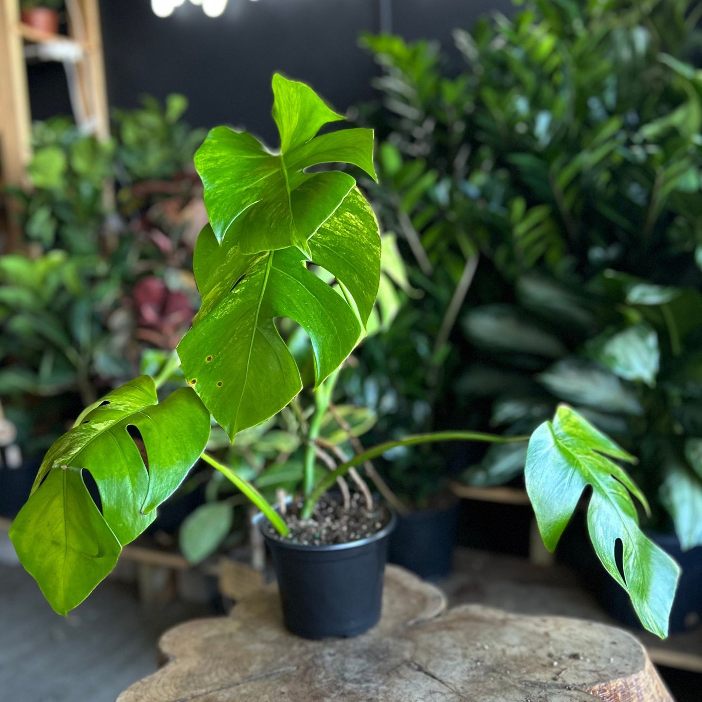 Monstera Aurea 6"