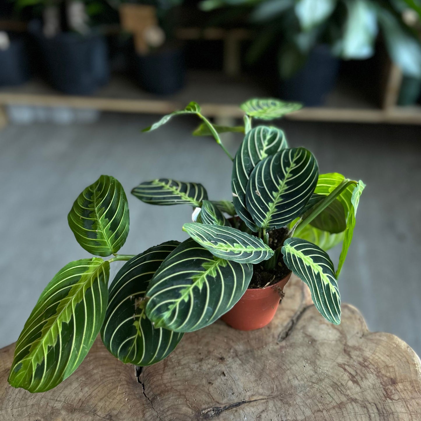 Prayer Maranta Lemon Lime 4”