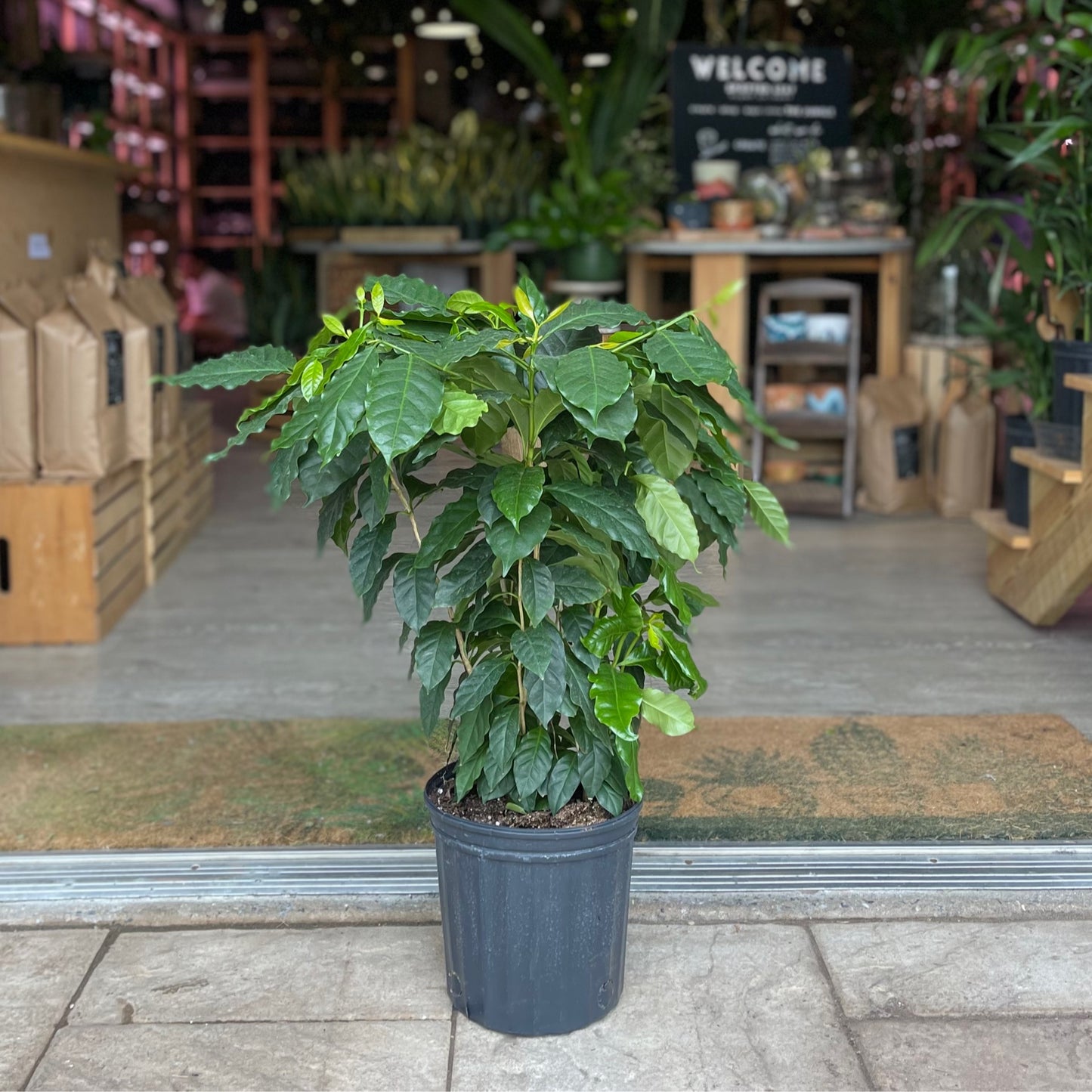 Coffee Plant 8"