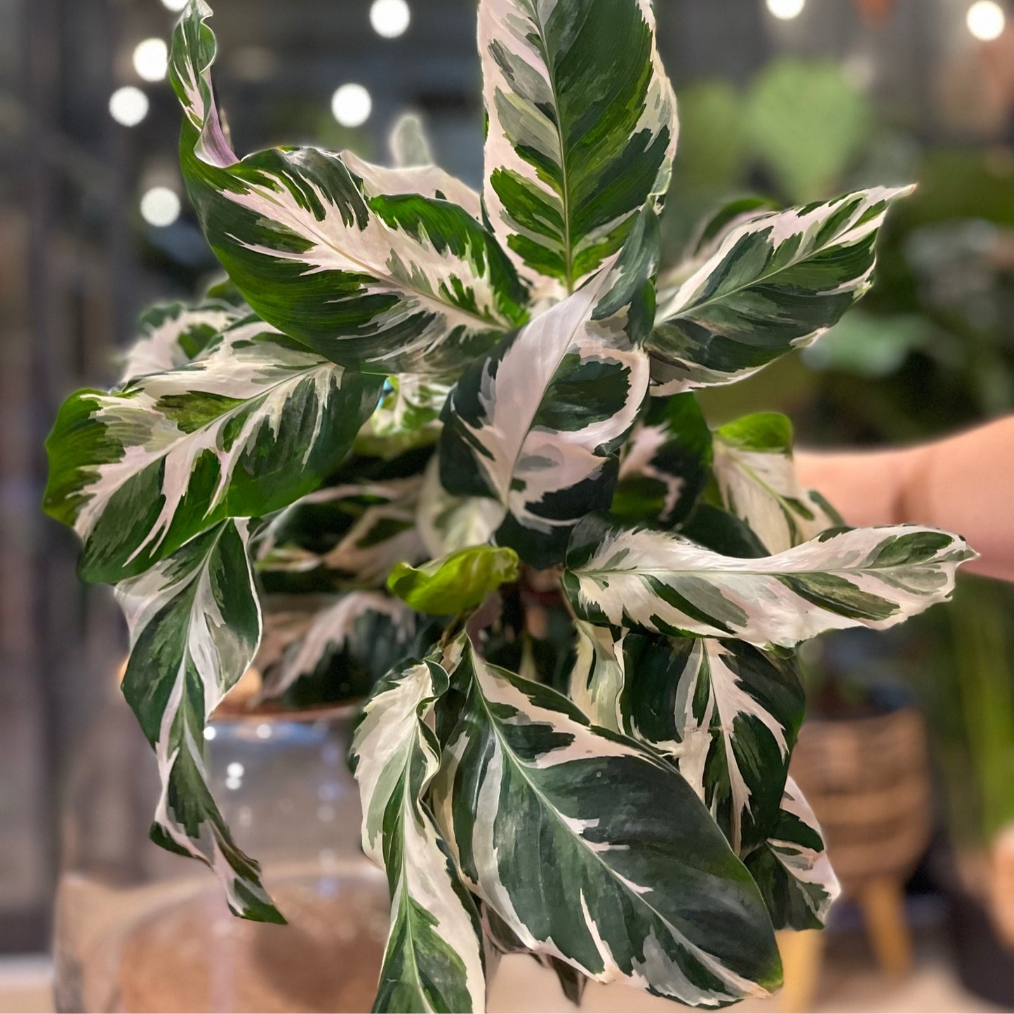 Calathea Stella 6”