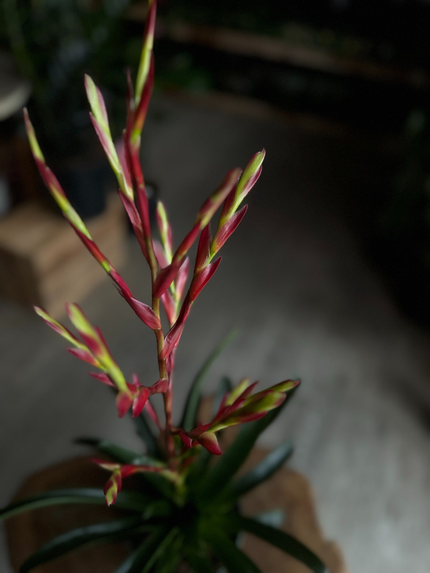 Vriesea Intenso Assorted 6”
