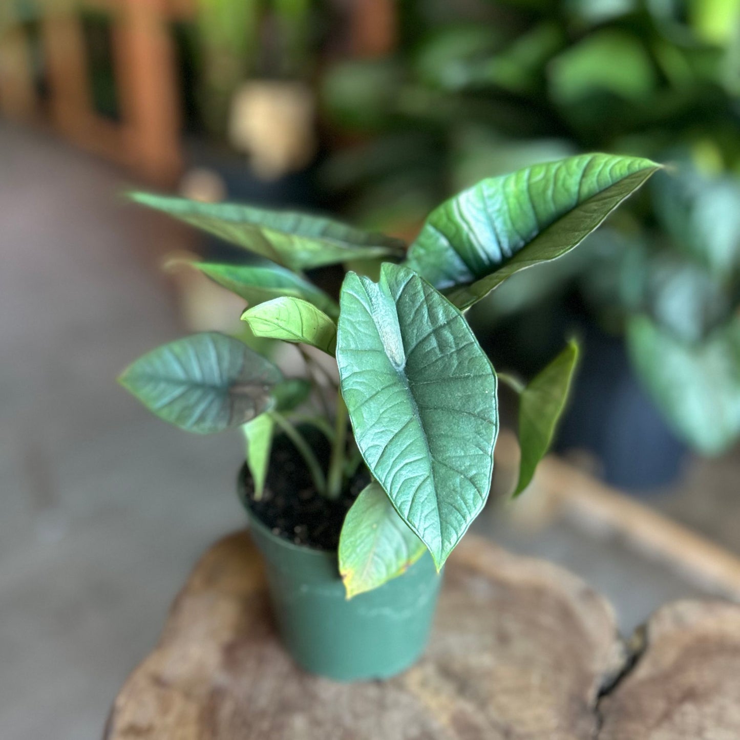 Alocasia Platinum 4"